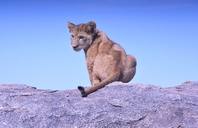 photo of Arusha, Tarangire, Lake Manyara, Serengeti and Ngorongoro Crater