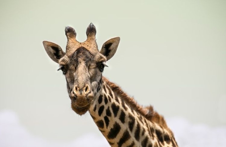 photo of Arusha, Tarangire, Lake Manyara, Serengeti and Ngorongoro Crater