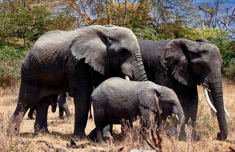 photo of Arusha, Tarangire, Lake Manyara, Serengeti and Ngorongoro Crater