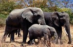 thumbnail of Arusha, Tarangire, Lake Manyara, Serengeti and Ngorongoro Crater