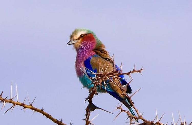 photo of Arusha, Tarangire, Lake Manyara, Serengeti and Ngorongoro Crater