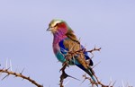 thumbnail of Arusha, Tarangire, Lake Manyara, Serengeti and Ngorongoro Crater