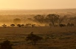 thumbnail of Tanzania Highlights