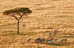 thumbnail of Tanzania Highlights