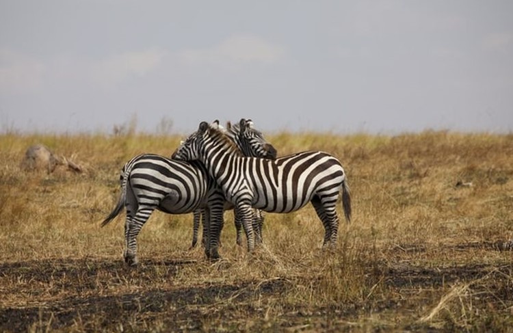 photo of Tanzania Highlights