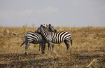 thumbnail of Tanzania Highlights