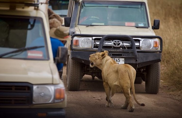 photo of Tanzania safari and cultural experience 