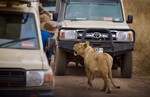 thumbnail of Tanzania safari and cultural experience 