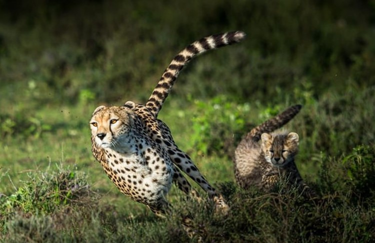 photo of Tanzania safari and cultural experience 