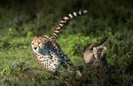 thumbnail of Tanzania safari and cultural experience 