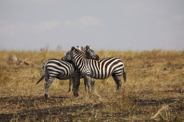 photo of Tanzania Highlights