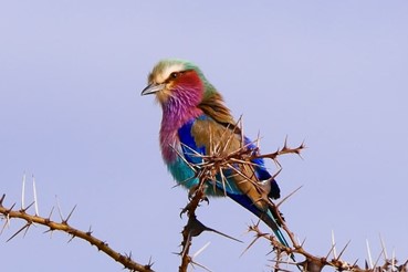 photo of Arusha, Tarangire, Lake Manyara, Serengeti and Ngorongoro Crater 